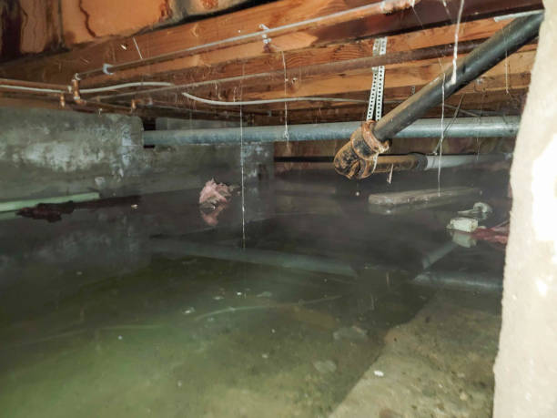 Best Flood damage cleanup  in Fort Ashby, WV