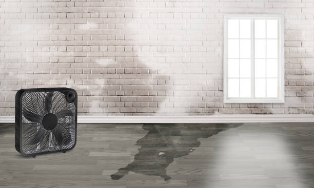 Best Professional water damage repair  in Fort Ashby, WV